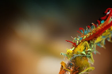 Amazing Wallpapers HD $973