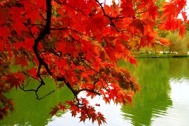 Wonderful Autumn Free Beautiful Wallpapers Download For Your ...