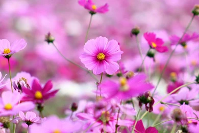 Wallpapers In Flower HD Wallpapers Desktop Wallpapers ...