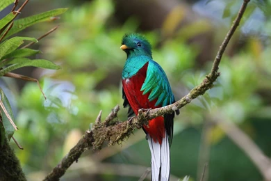 Quetzal Wallpapers   Animals Town