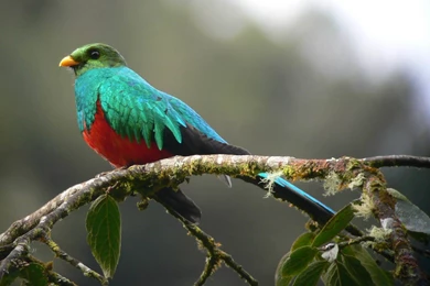 Quetzal Wallpapers And Backgrounds   Animals Town