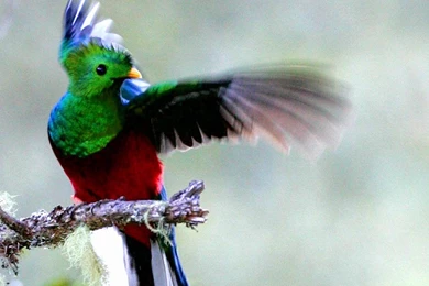 Free Quetzal Wallpapers   Animals Town