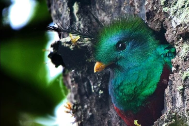 Quetzal Wallpapers   Animals Town