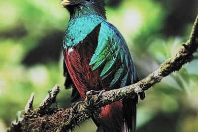 Quetzal Bird HD Desktop Wallpapers : Widescreen : High Definition ...