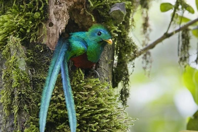 Quetzal Pictures