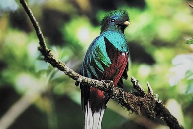 Animals Bird Quetzal HD Wallpapers, Desktop Backgrounds, Mobile ...