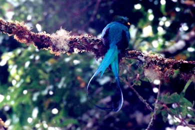 Quetzal Birds Images