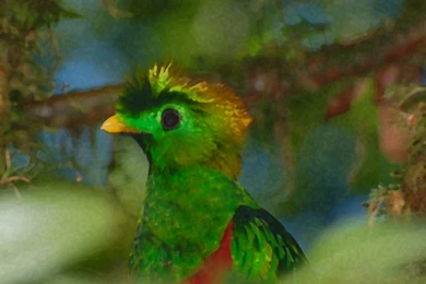 Preview Quantal Quetzal Male Wallpapers