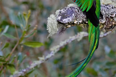 RePin Image: Quetzal Tattoo. Remove This On Pinterest