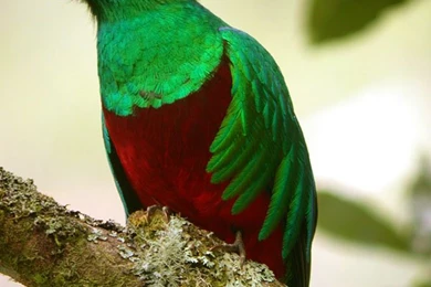 Quetzal On Tree Picture / Cutekid / Stillgalaxy