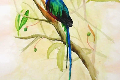 Resplendent Quetzal By Nachiii On DeviantArt