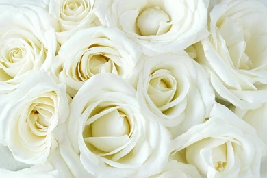 White Rose Live Wallpapers   Android Apps On Google Play