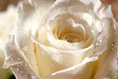 White Rose HD Photos Flowers Wallpapers Collections Free Download ...