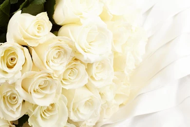 Bouquet Of White Roses >> HD Wallpaper, Get It Now!