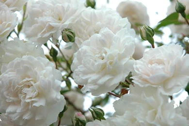 White Roses Wallpapers By GiacoMASTER On DeviantArt