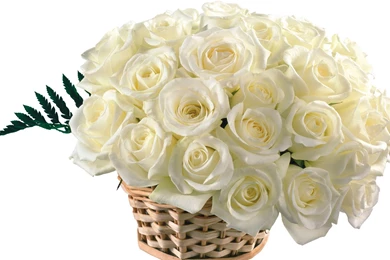 Rose Wallpapers HD, Rose Images, Rose Flower Pictures And Backgrounds