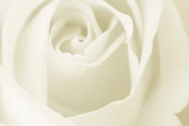 White Rose Wallpapers