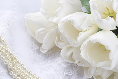 White Pearl Rose Wallpapers, Rose Flower Images, Rose Pictures And ...