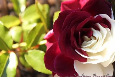 Red And White Rose Wallpapers