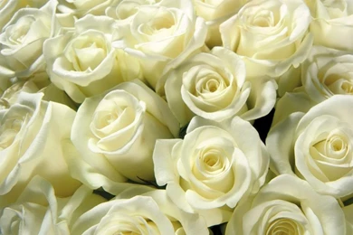 YouWall   White Roses Wallpapers   Wallpaper,wallpapers,free ...