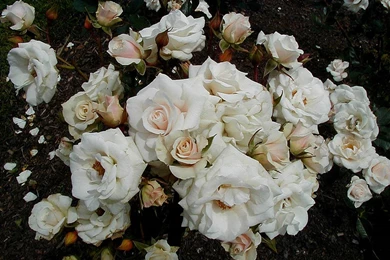 Just Our Pictures   Roses ~ Rose Pictures For Background/Wallpapers