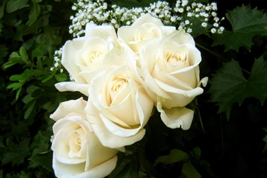 Flowers Wallpapers: White Roses Flowers Wallpapers