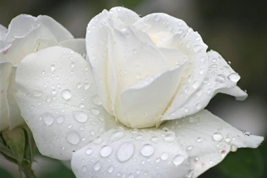 White_rose_wallpaper+(8).jpg