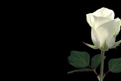 White Rose Wallpapers By LilianneRet On DeviantArt