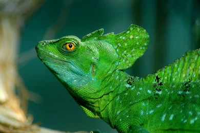 Download Wallpapers 1920x1080 Lizard, Basilisk, Comb, Eye, Skin ...