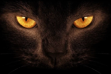 1280x960 Wallpapers Page 647: Blue British Cat Basket Kitten Pet ...