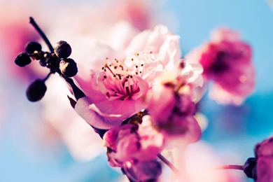 The Lomo Style Flowers Close up Desktop Wallpapers 1920x1200 Hd ...