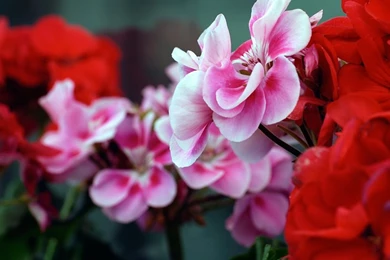 Pink And Red Flowers Close Up Desktop Wallpapers