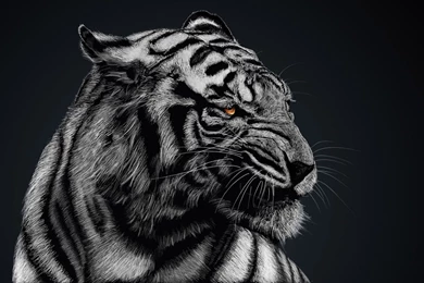 Black And White Tiger Wallpapers High Quality : Animal Wallpapers ...
