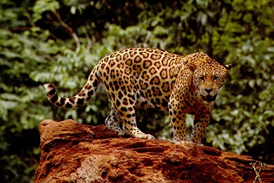 Jaguar The Big Cat