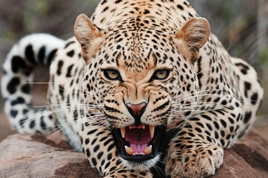 Jaguar Animal Roar   Wallpaper.