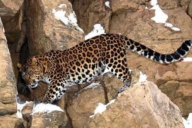 Jaguar Wallpaper Backgrounds