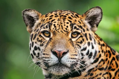 Jaguar The Big Cat Wallpapers Hd Wallpapers 1