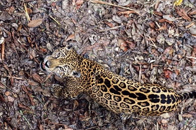 Download Wallpapers 1920x1080 Jaguar, Leaves, Top View, Autumn, Big ...