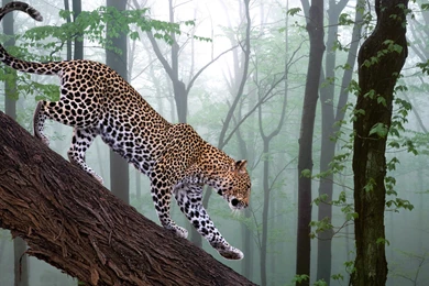 168 Jaguar HD Wallpapers