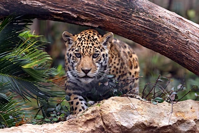 Jaguar Predator Cat Wallpapers