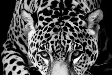 Wild Animal Jaguar   The iPhone Wallpapers