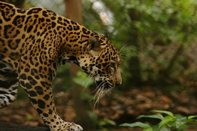 Download Wallpapers 3840x2160 Jaguar, Grass, Big Cat, Walk 4K Ultra ...