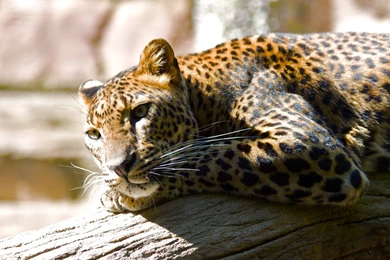 Jaguar Wallpapers