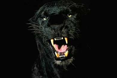 Black Jaguars Animal Wallpaper. Black Animal Wallpaper. 1024x768px ...