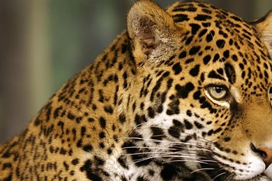 Perfect Jaguar Cat Pictures On Animal Picture Society