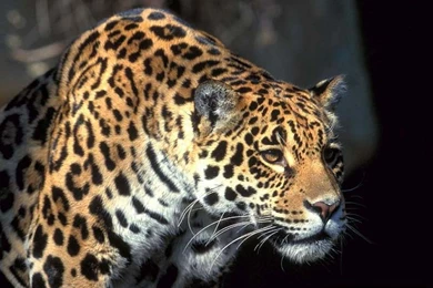 Animals Jaguars Jaguar – Animals Other HD Desktop Wallpapers
