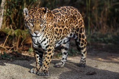 Download Wallpapers 3840x2400 Jaguar, Wild Cat, Predator, Spots ...