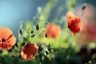 Beautiful Peaceful Nature Lakes Wallpapers   1600X1200   1541699 ...