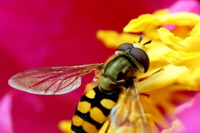 Amazing Macro Insect HD Desktop Wallpapers : Widescreen : High ...