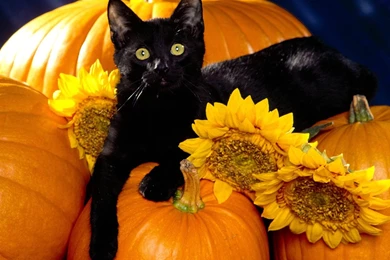 Playful Pets   Halloween Wallpapers (25517126)   Fanpop